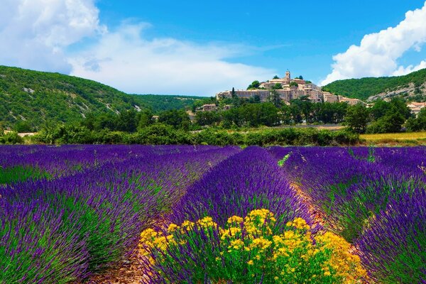 Champs de lavande en France