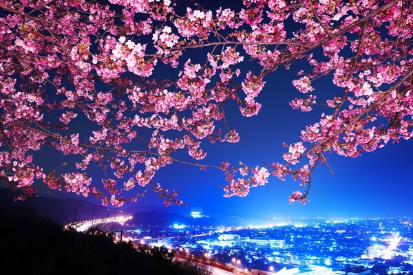 Bellissimo albero di Sakura sullo sfondo della città notturna