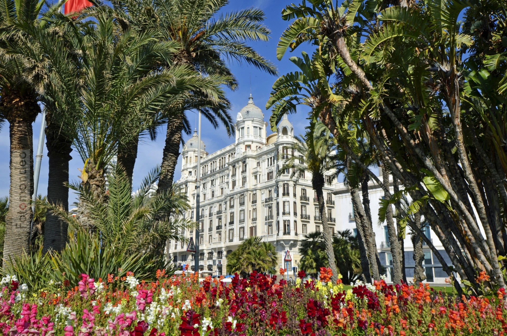 españa palmeras alicante flores edificio valencia