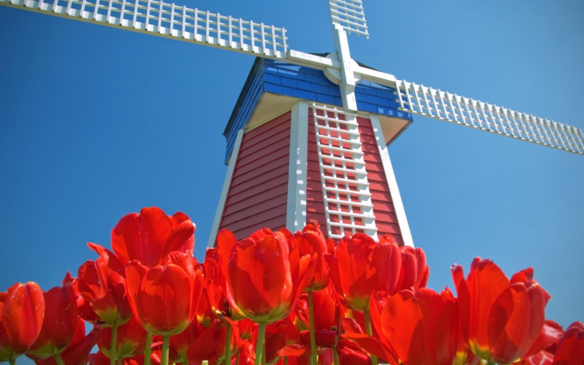 tulpen holland mühle