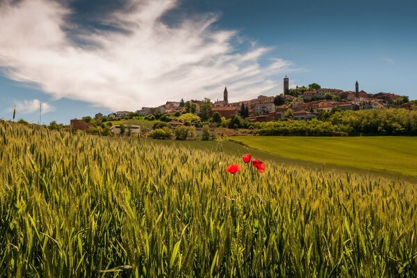 Village and field with poppies in Tuscany