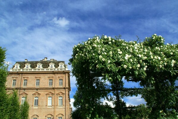 Italian palace with gorgeous roses