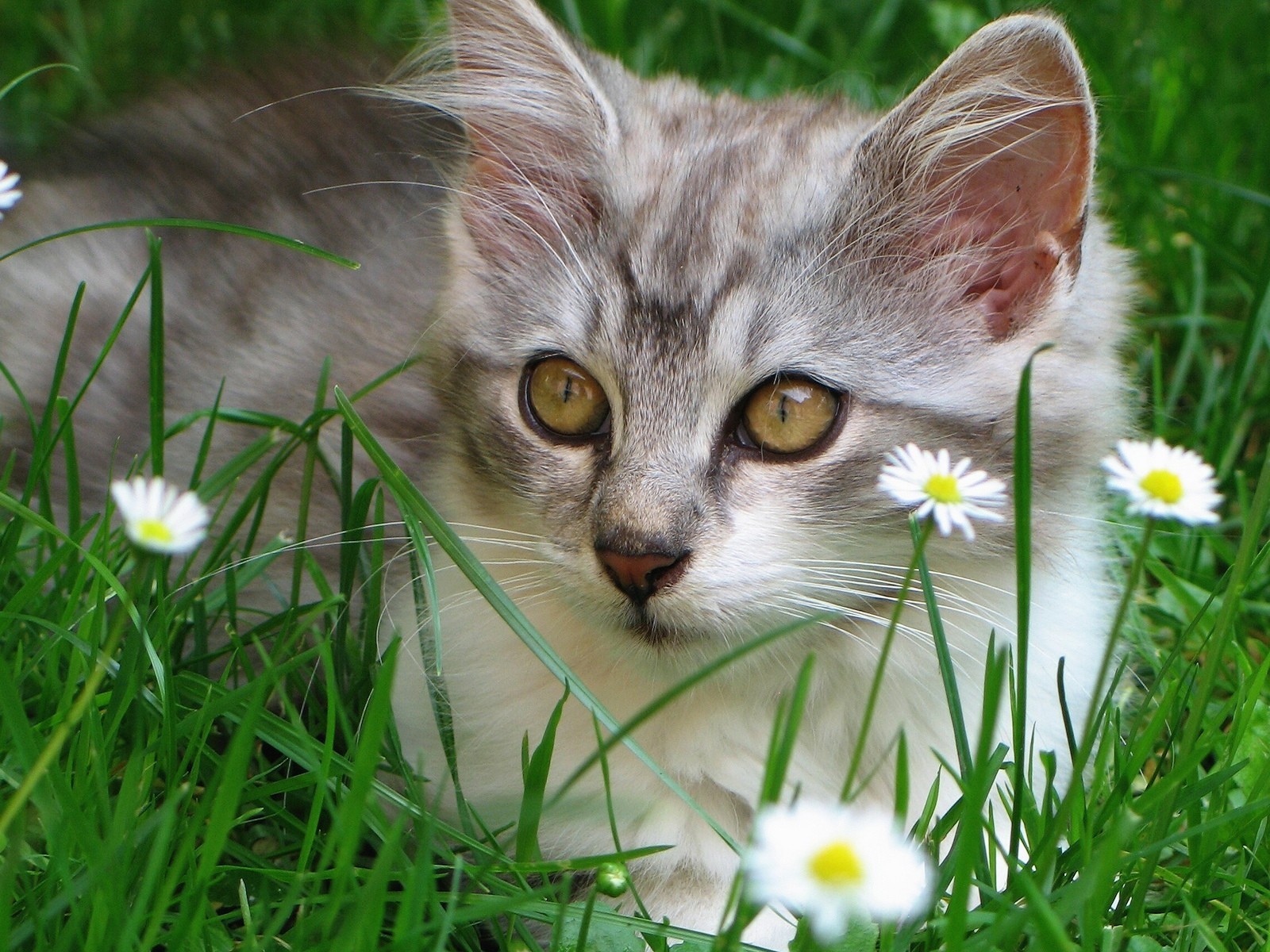 gatos animales alegría