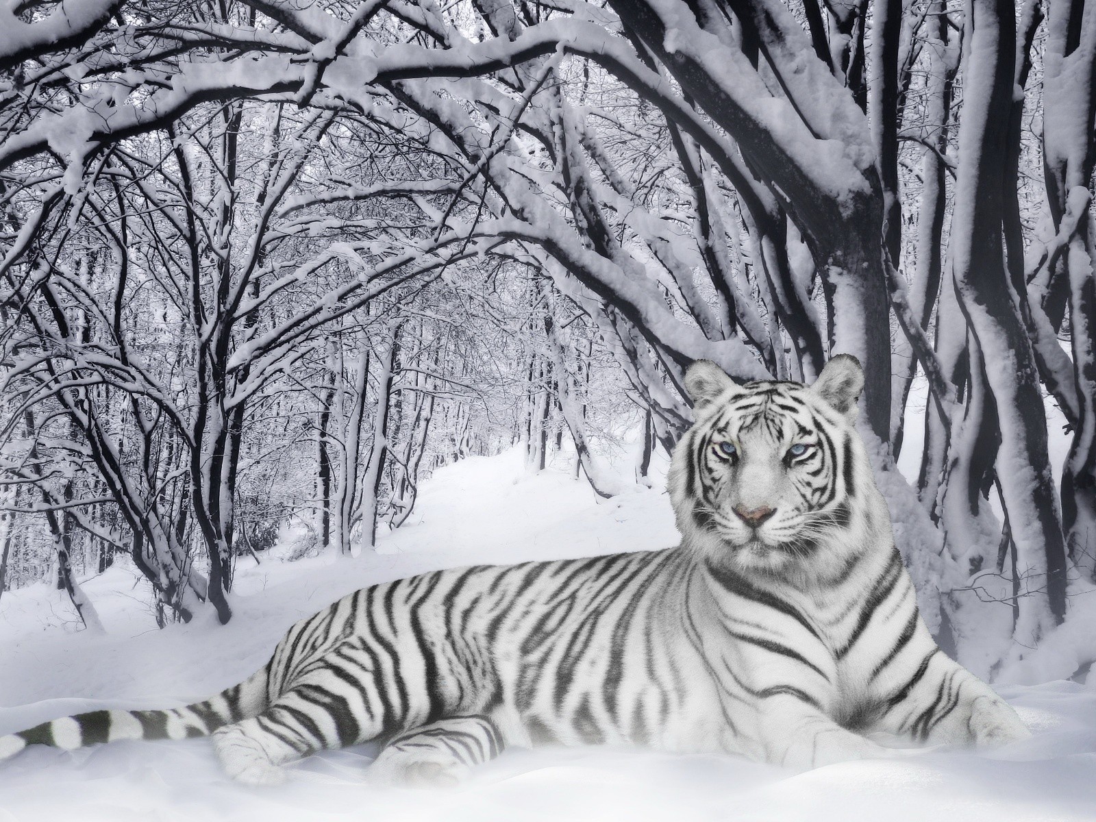 tigre inverno blackwhite strisce camaleonte