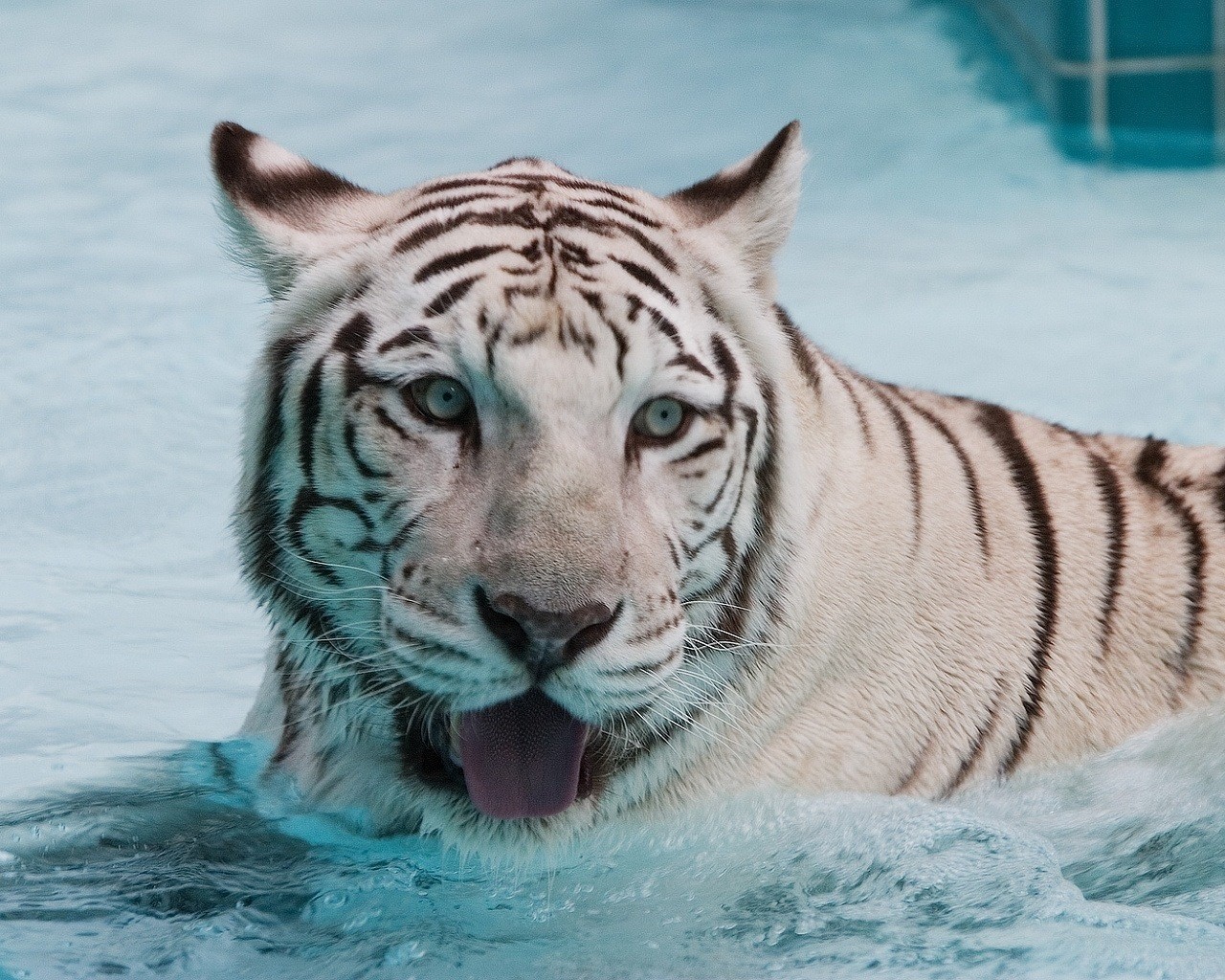 tiger wasser nass