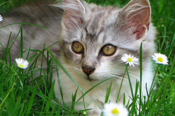 Eine Katze auf einer Lichtung mit Gänseblümchen