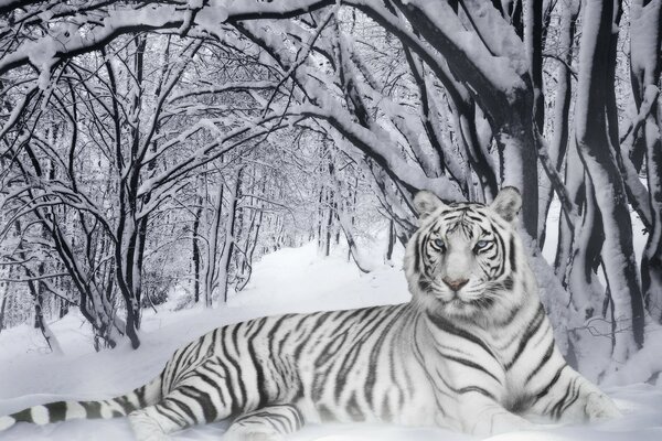 White tiger in Siberian snow