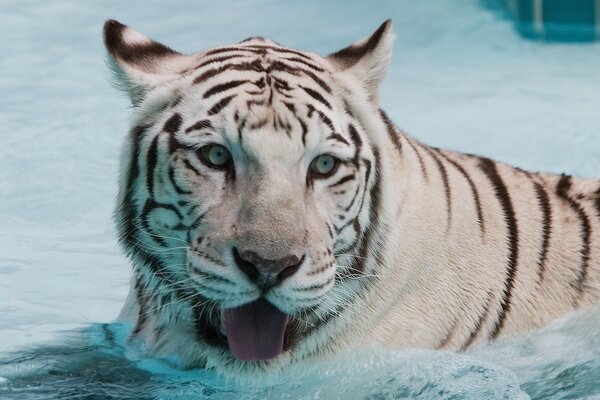 White tiger in seawater