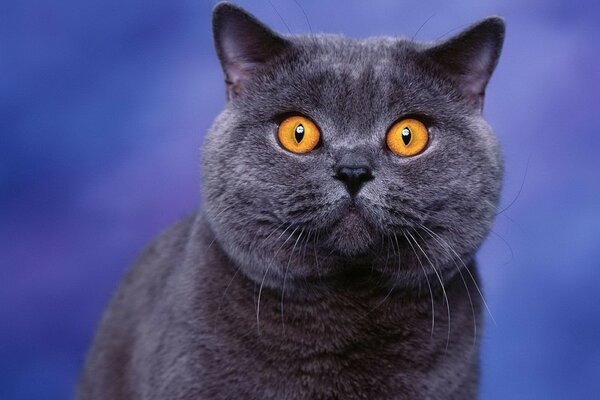 A British breed cat on a blue background