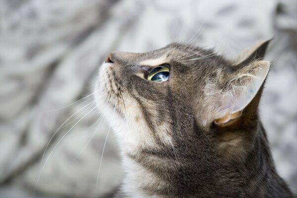 Sguardo di vetro del gatto grigio