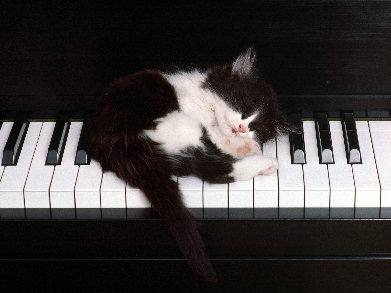 kitten sleeping piano key