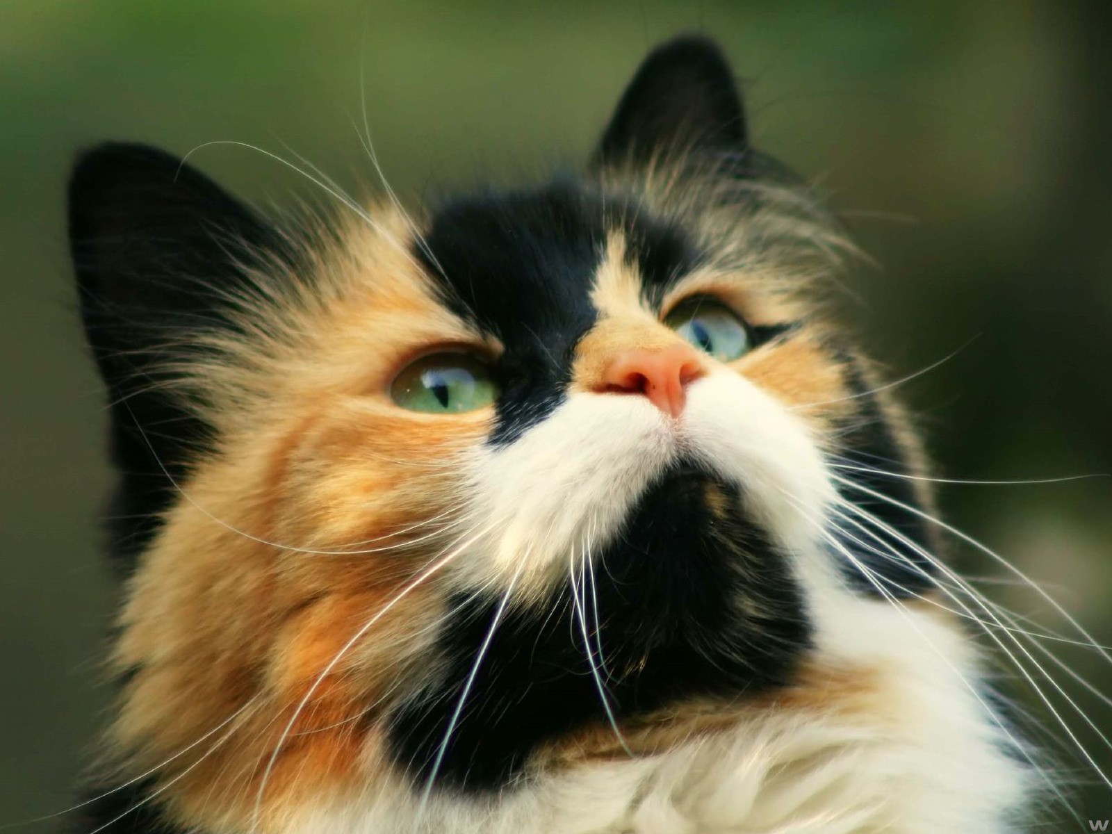 pelirroja gato bigote