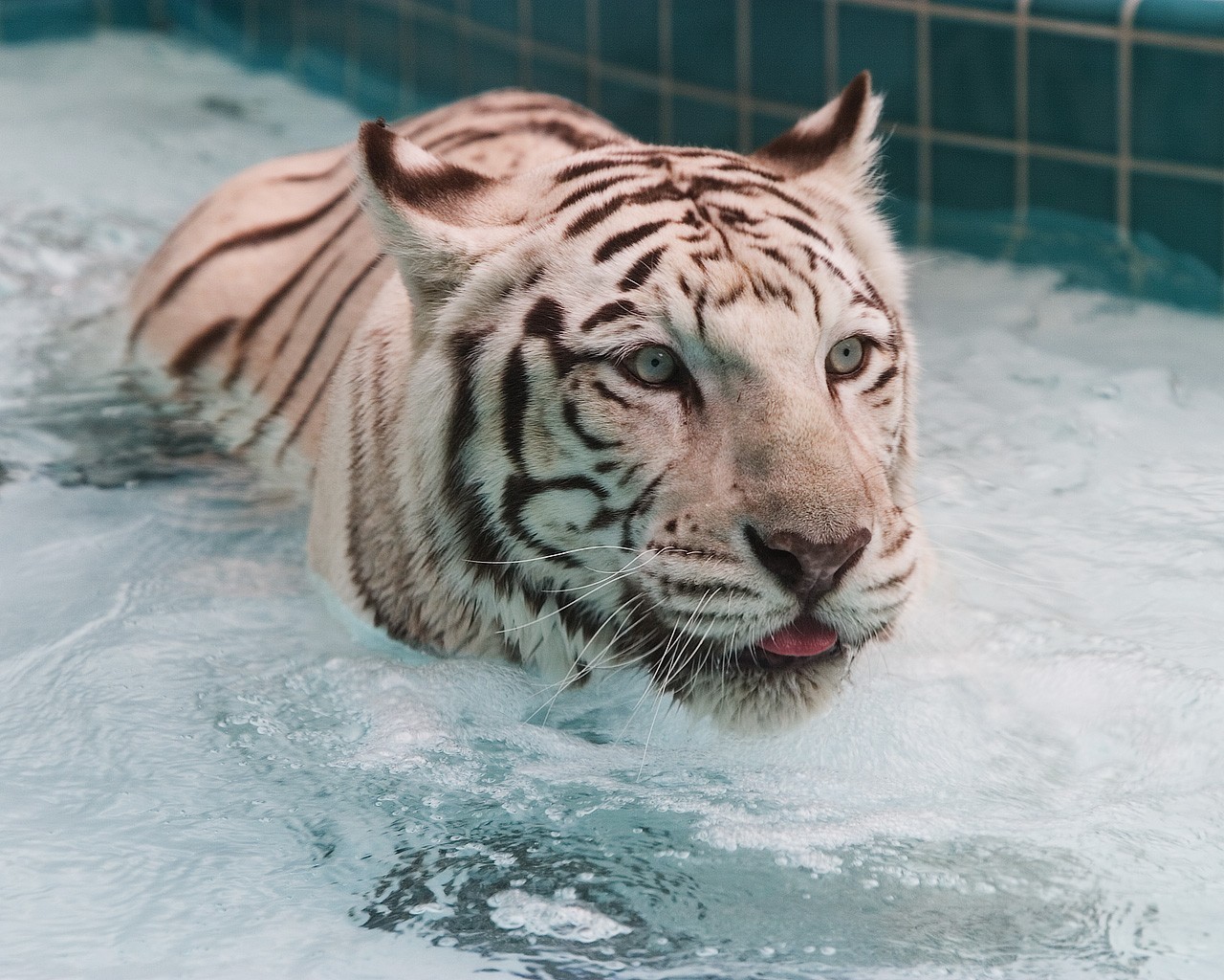 tiger white water