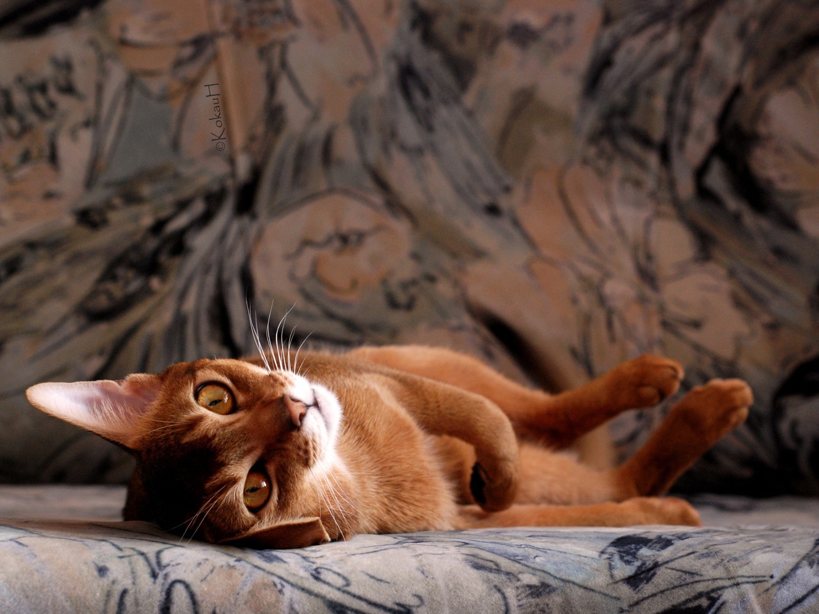 rousse chat modèle