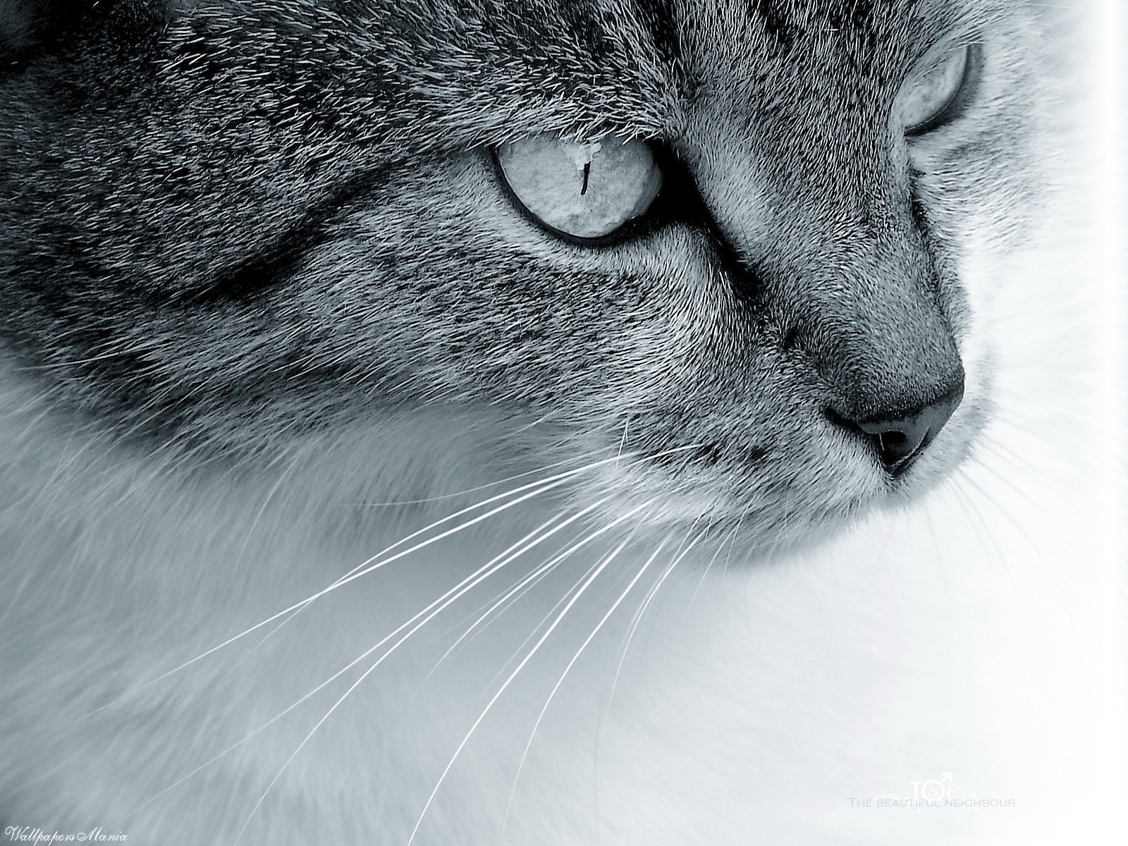 bigote lana mirada gato