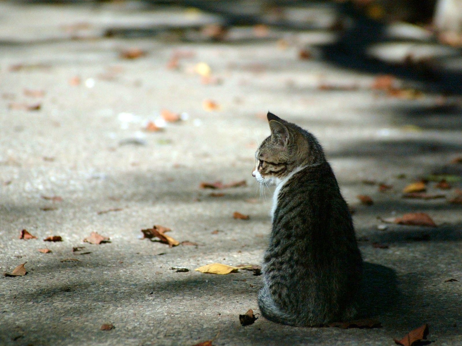 feuilles chaton automne asphalte