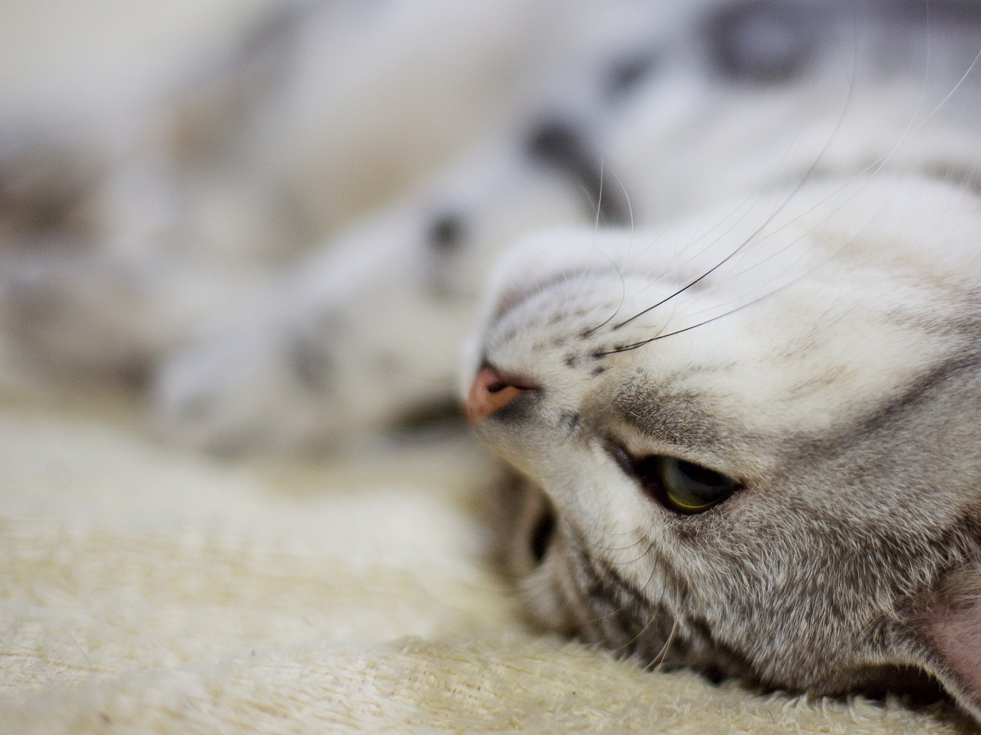 chat moustache