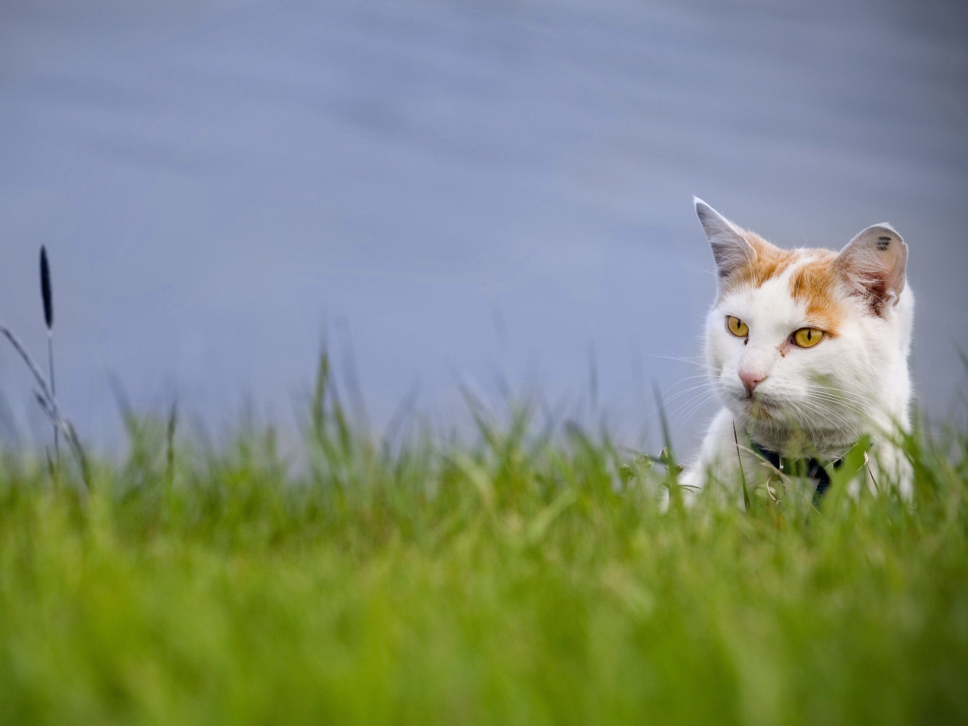 katze gras grüns blick