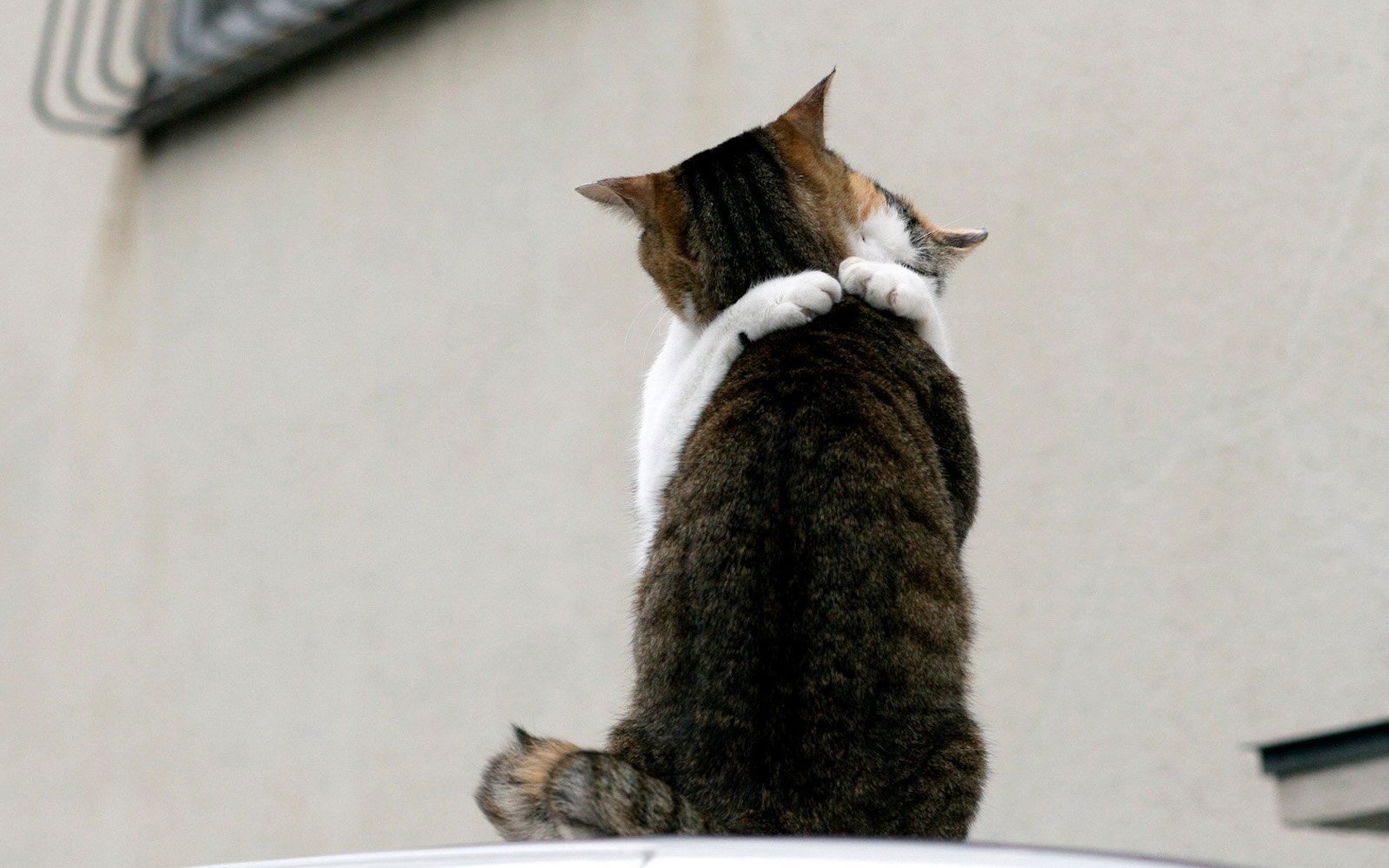 gatti incontro amore