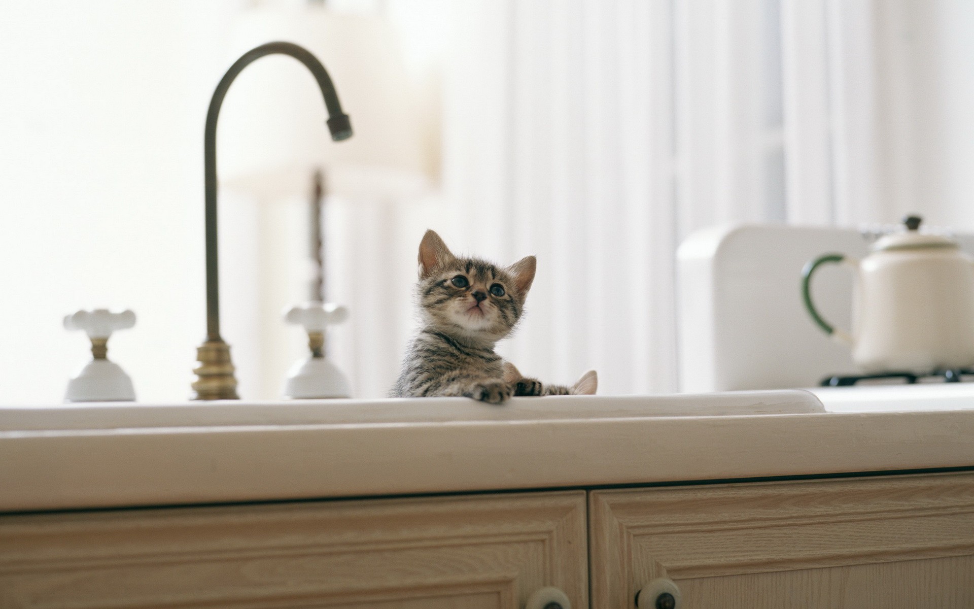 kitten kitchen crane