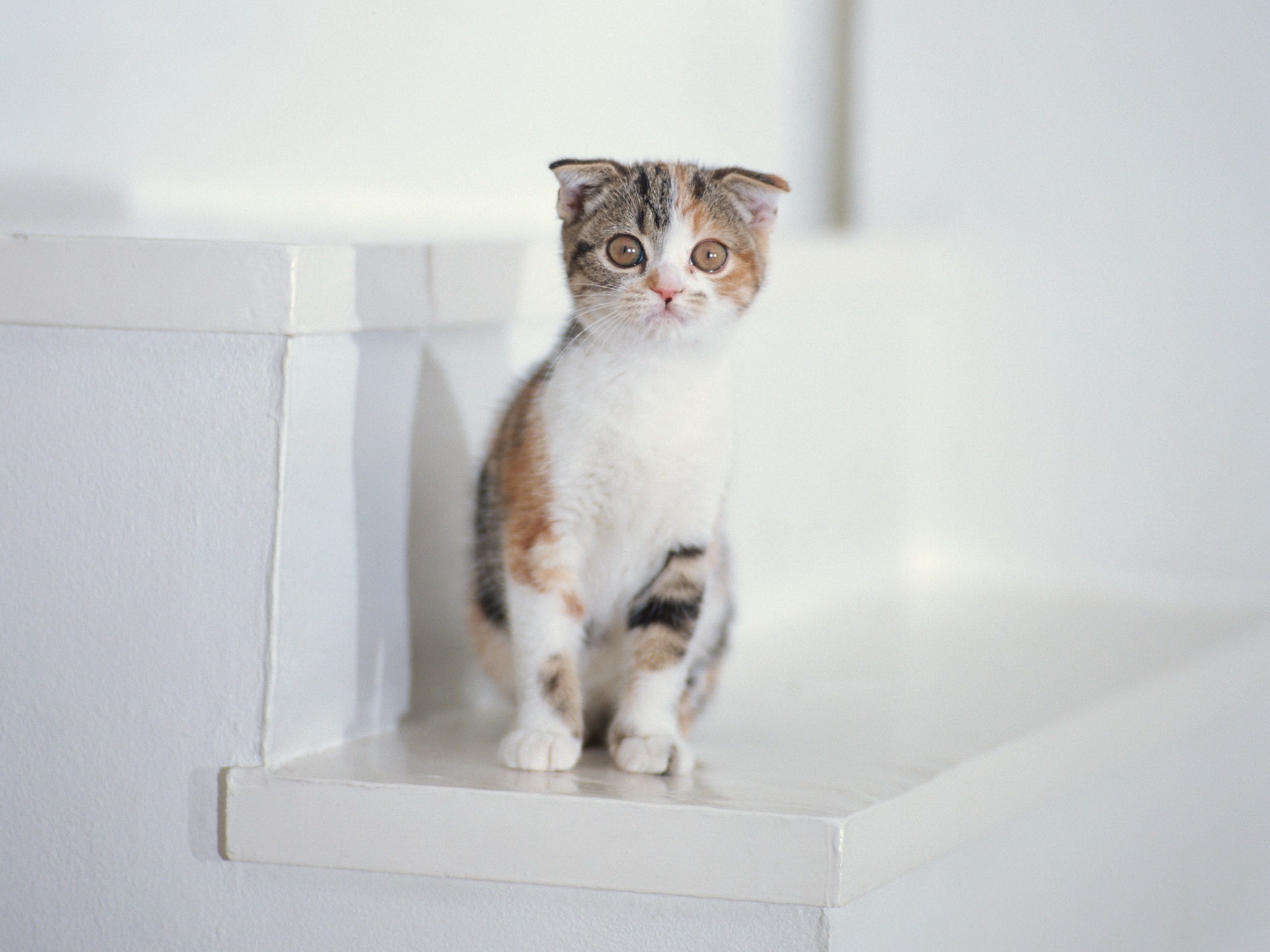 escalera blanco gatito