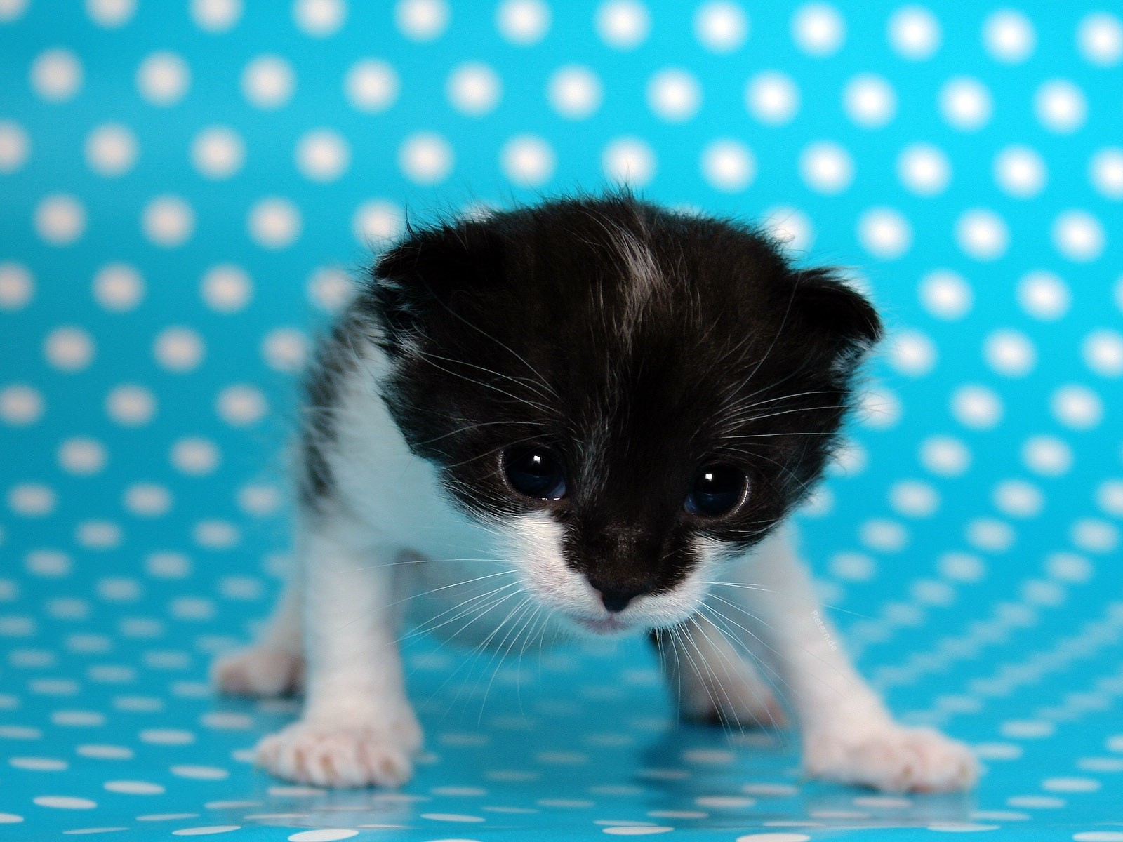 gatito puntos azul