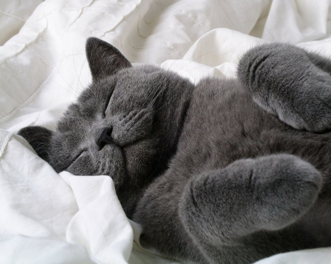 grey sleeping sheet