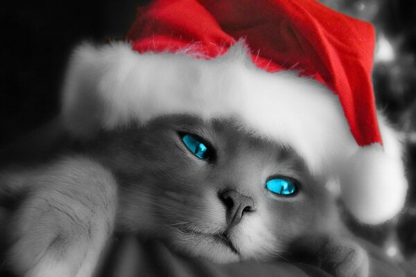 Chaton de Noël sur le bureau