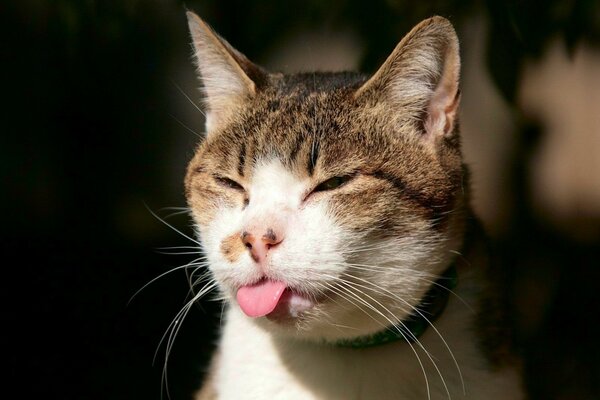 An interesting cat with a tongue