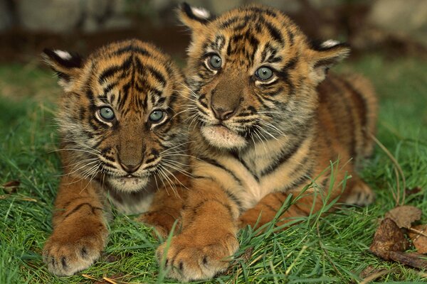 Kleines gestreiftes Tiger-Paar im Gras