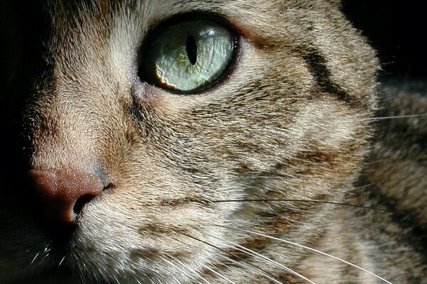 Half of the muzzle of a green-eyed cat close-up