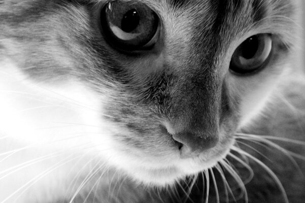 Regard de chat noir et blanc