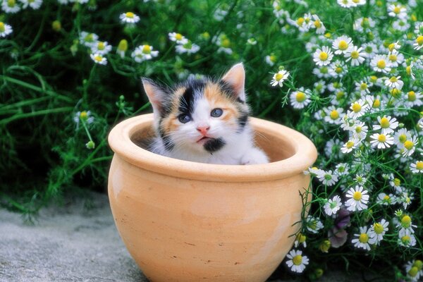 Chaton mignon dans un pot parmi les marguerites