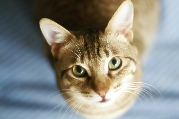 A cat with green eyes sits and looks up