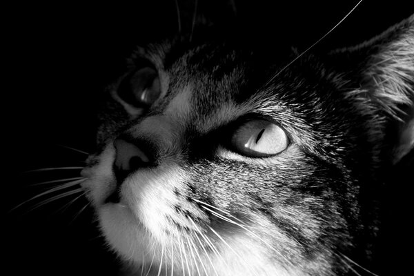 Imagen en blanco y negro del hocico de un gato