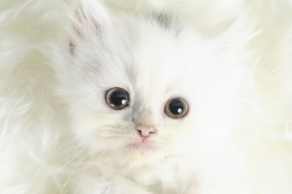 A white ball of wool is a small cute fluffy kitten