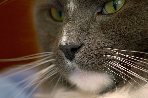 Museau de chat avec des yeux verts closeup