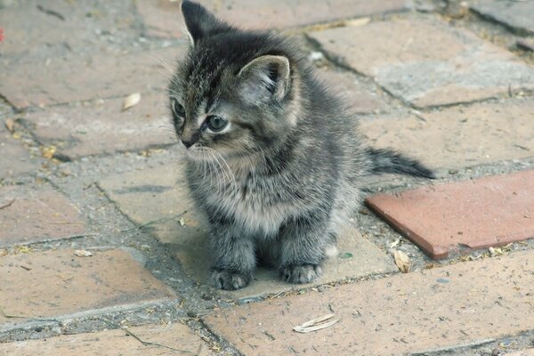 Chaton gris sur la route de briques