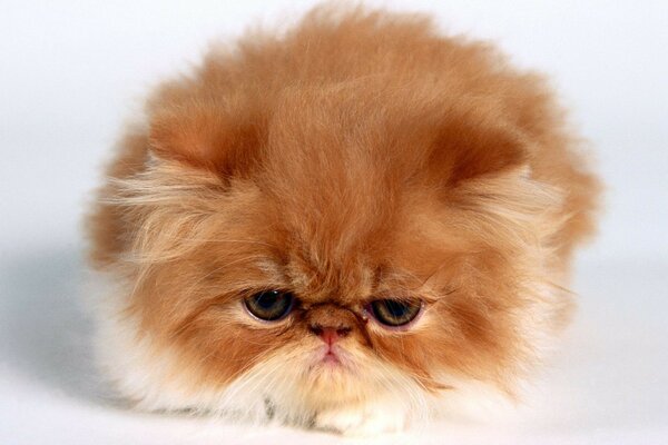 Red Persian cat