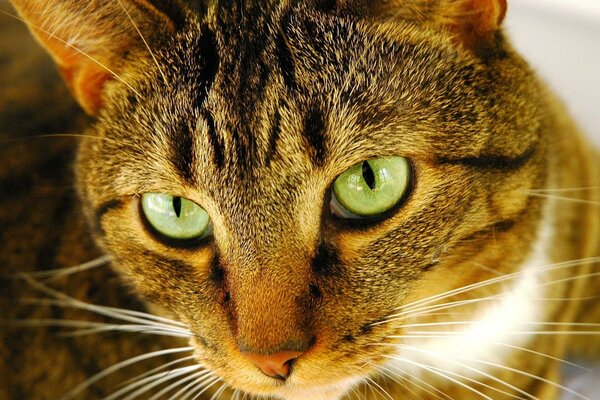 Beau chat aux yeux verts