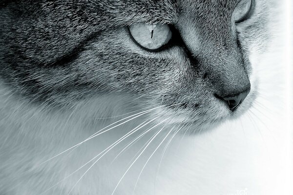 Lo sguardo di un gatto con i baffi è affascinante