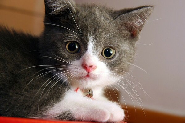 Gatito lindo con mirada linda