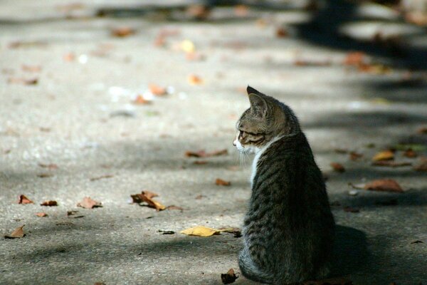 Chaton assis sur l asphalte parmi les feuilles tombées