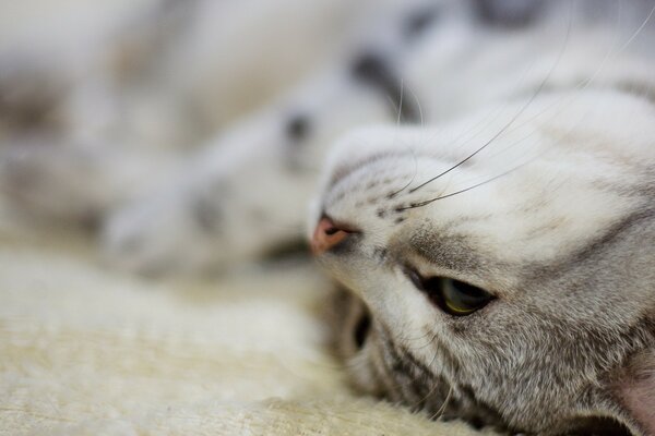 A mustachioed cat is lying on the floor