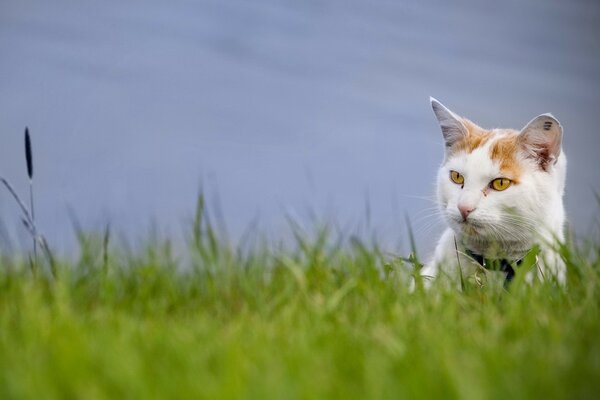 El gato caza en la hierba