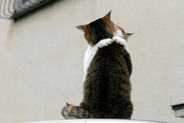 Cute and funny hugs of two kittens