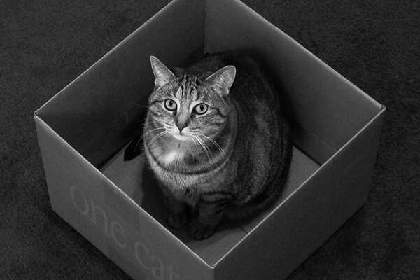 Black and white fat cat in a box