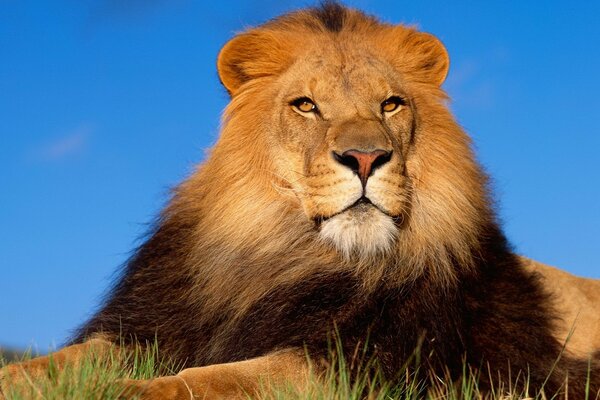 Un León orgulloso contra un cielo azul