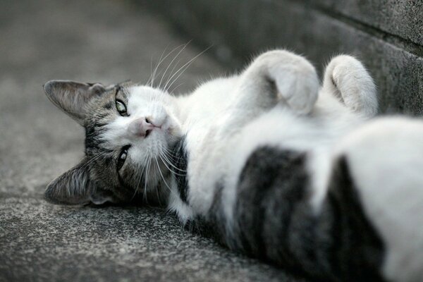 The cat lies on the asphalt on its back and looks into the camera