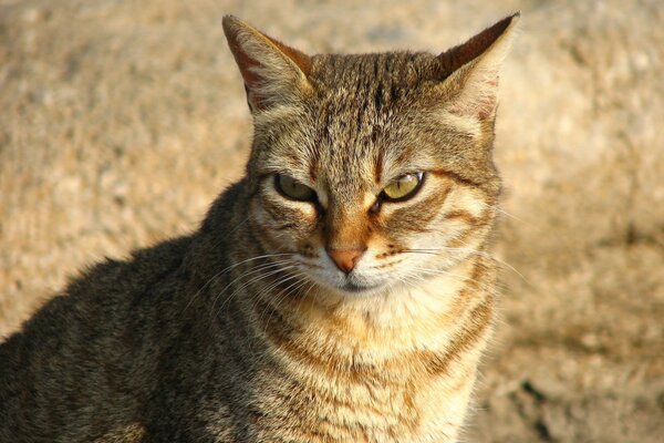 Der schlaue Blick einer roten Katze